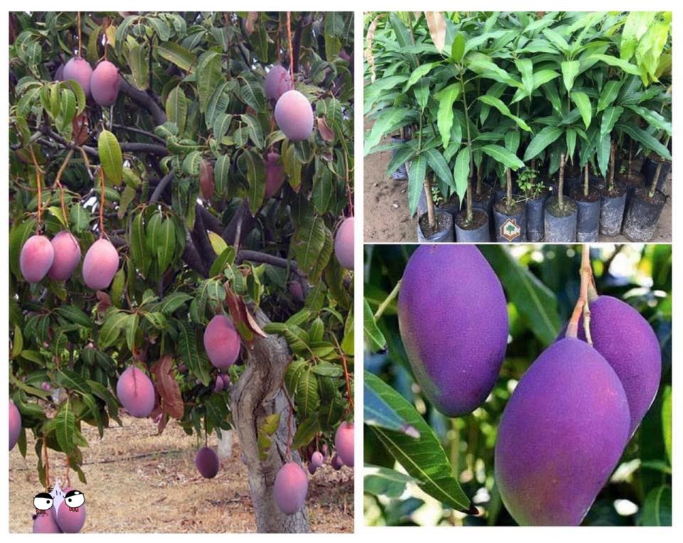 CÂY GIỐNG XOÀI TÍM THÁI CAO SẢN.