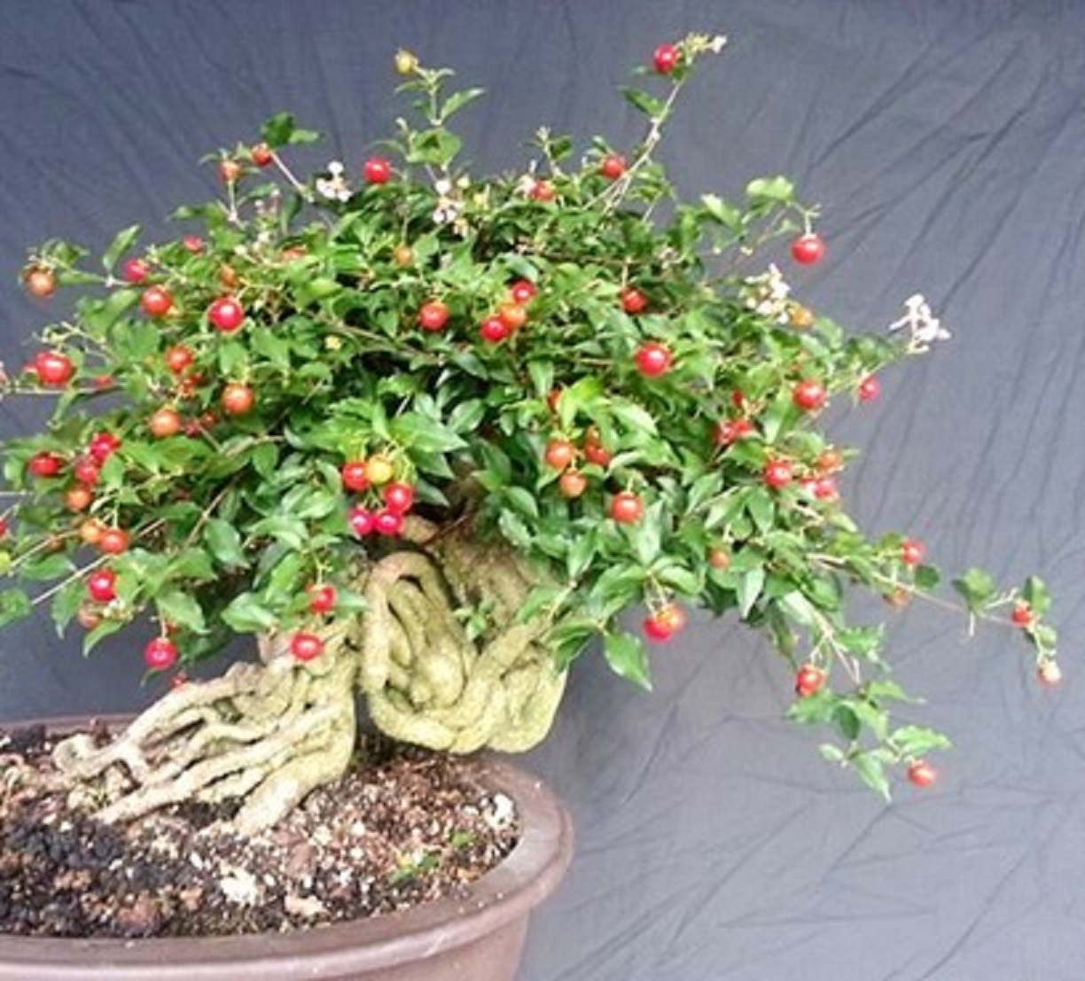 combo 5 bầu cây giống hồng ngọc mai bonsai uy tín chât lượng