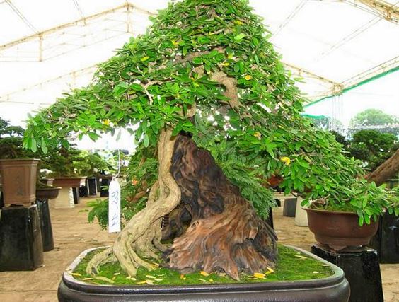CHẬU CÂY LINH SAM SIÊU BÔNG