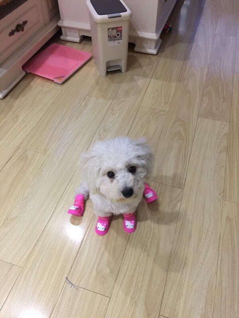 Giày silicone đi nắng, đi mưa cho cún cưng♥️