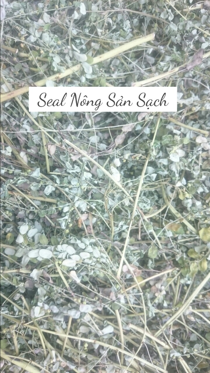 DIỆP HẠ CHÂU (Cây chó đẻ răng cưa) 200g