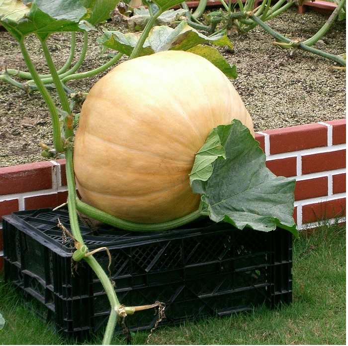 " Gói 5 "Hạt giống bí ngô khổng lồ ( bí đỏ khổng lồ ) [Seeds]