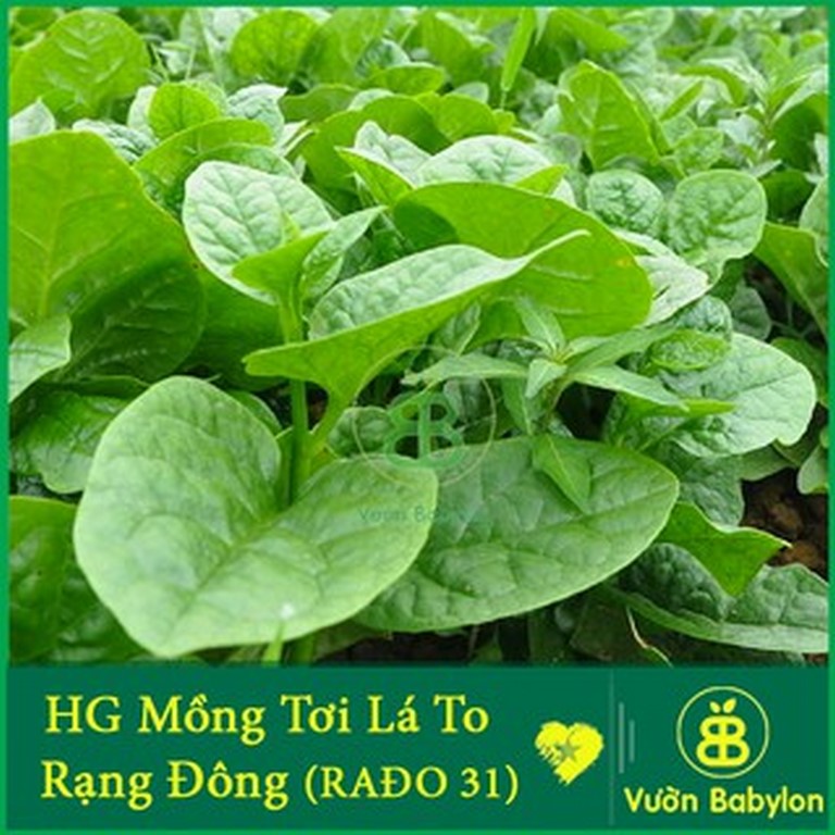Hạt Giống Rau Mồng Tơi Lá Lớn - Gói 20gr