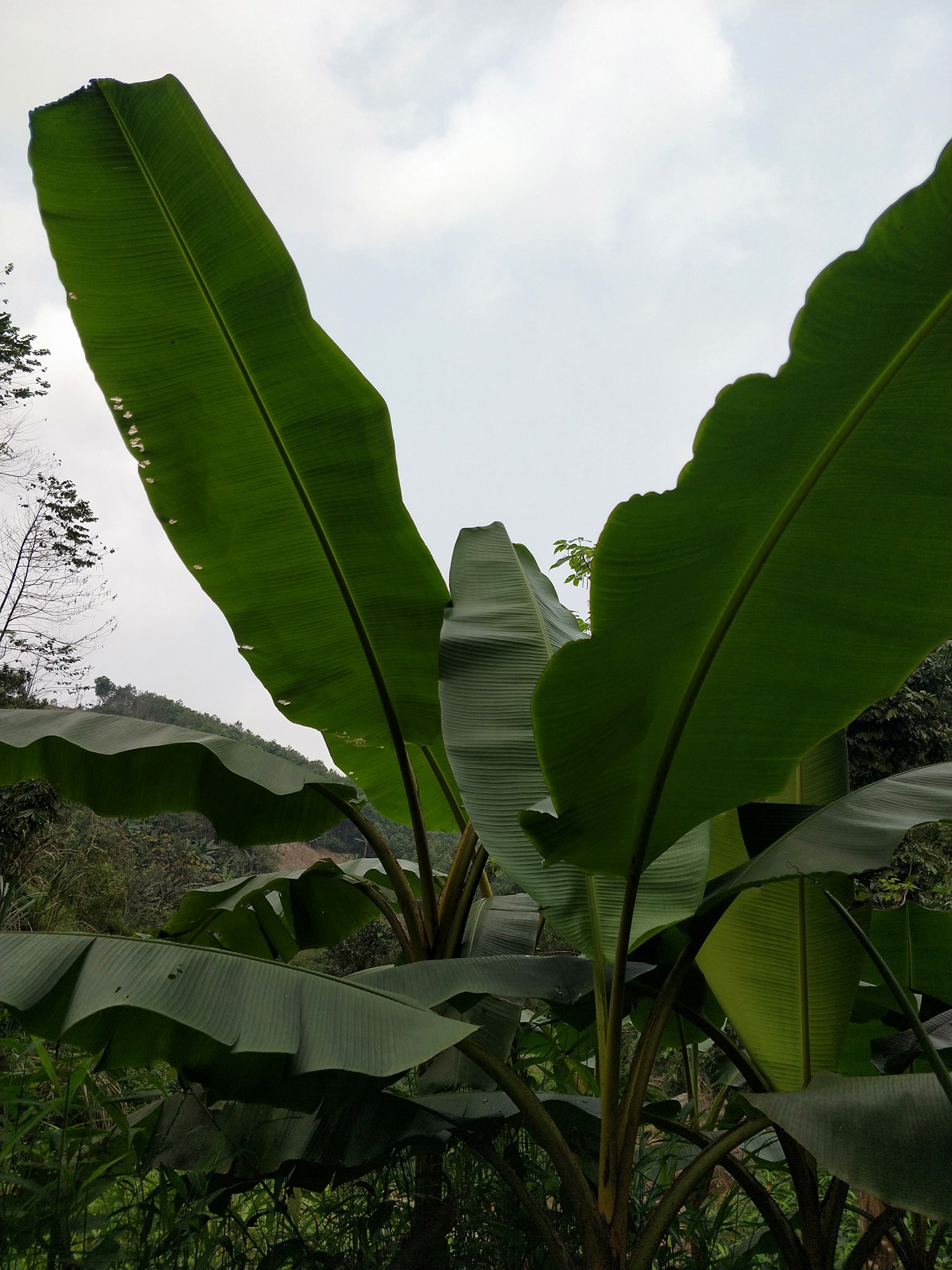Lá Chuối Rừng Tươi Khô