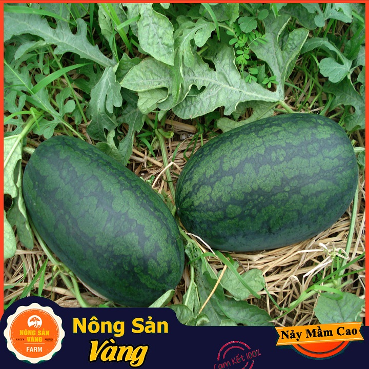 Hạt giống Dưa Hấu Vỏ Xanh Đen, Sọc Mờ, Siêu Ngọt, Ít Hạt (Gói 20 Hạt) - Nông Sản Vàng