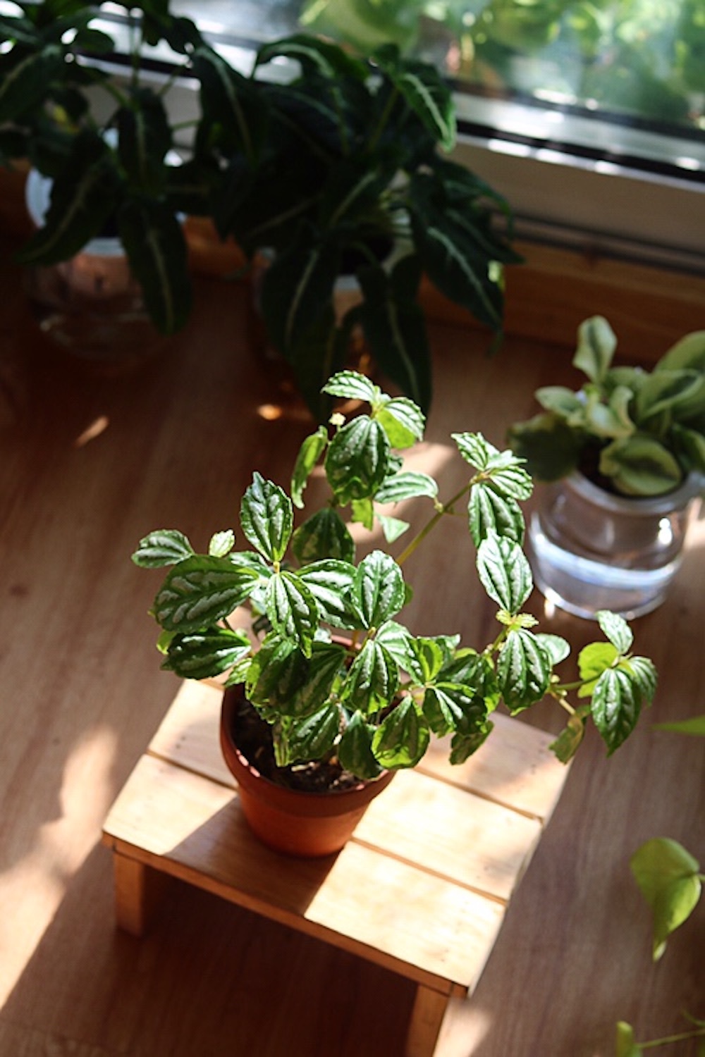 Cây Pilea cadierei Aluminum (Hổ Nhĩ Trắng Aluminum, Mao Đài Trổ Aluminum, Cỏ Gấm)