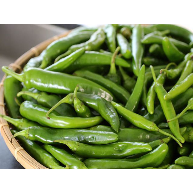 Cây ớt sừng siêu trái, cây trưởng thành cành nhánh to khoẻ