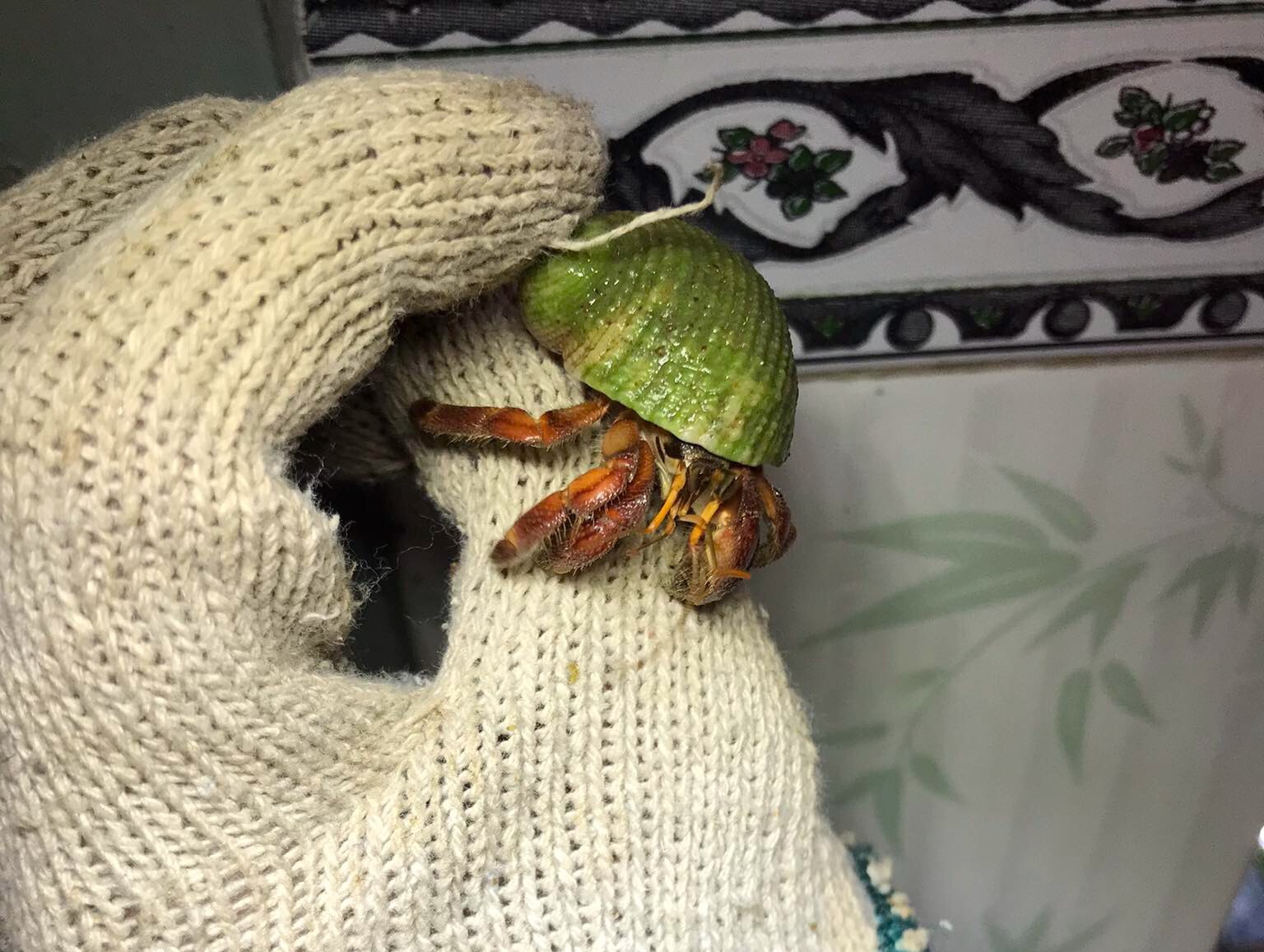 OMH rugos abino size baby (trang trí hồ cá)
