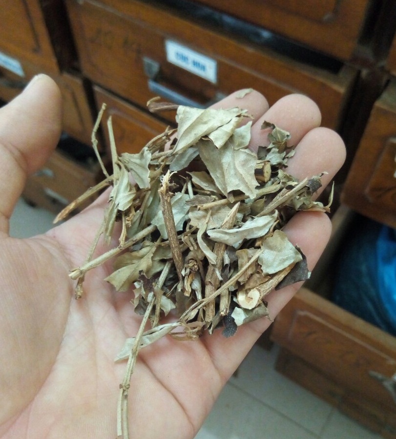 Khổ sâm - tốt cho người đường ruột đại trang