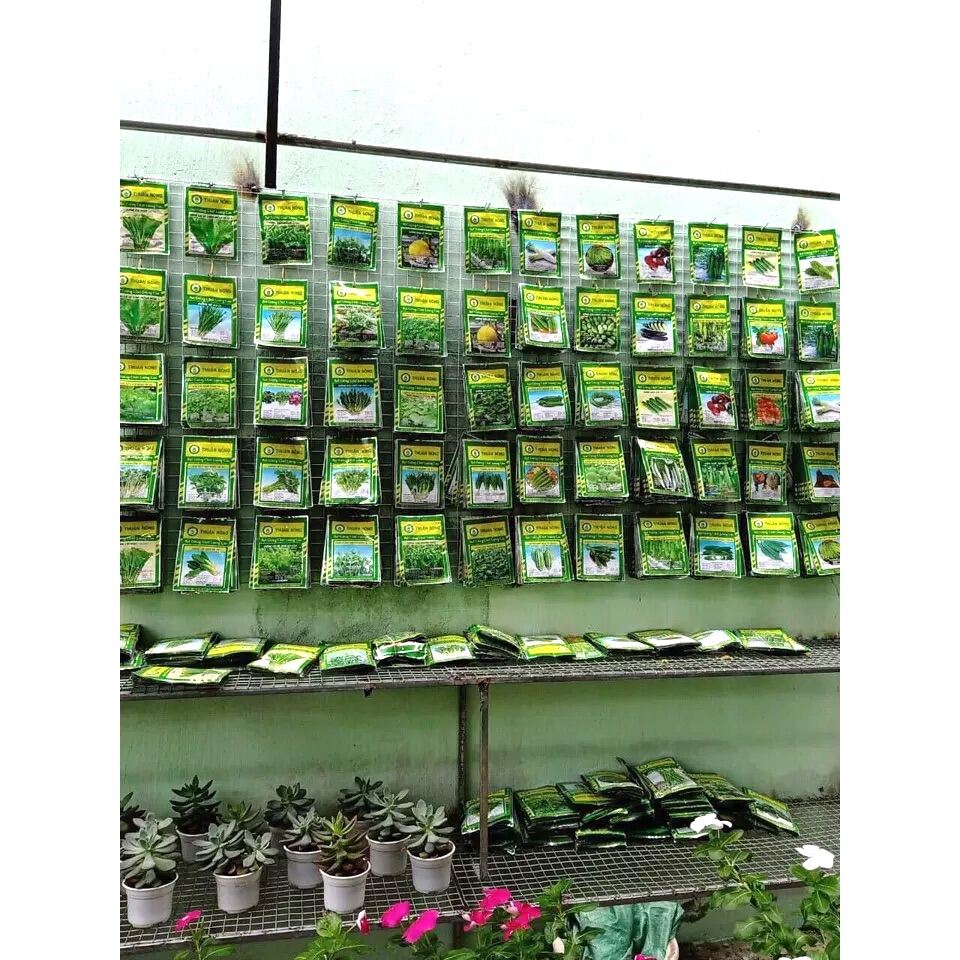 Hạt giống hoa VIOLA TN