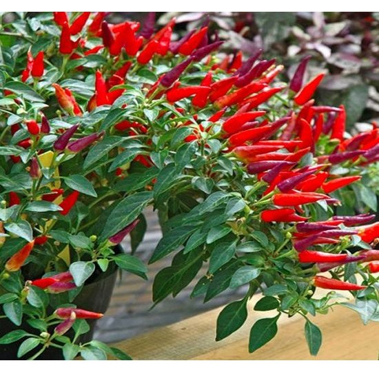 Hạt giống ớt chùm đỏ siêu cay Thái Lan - 30 hạt