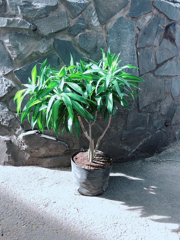 Trúc Bách Hợp
