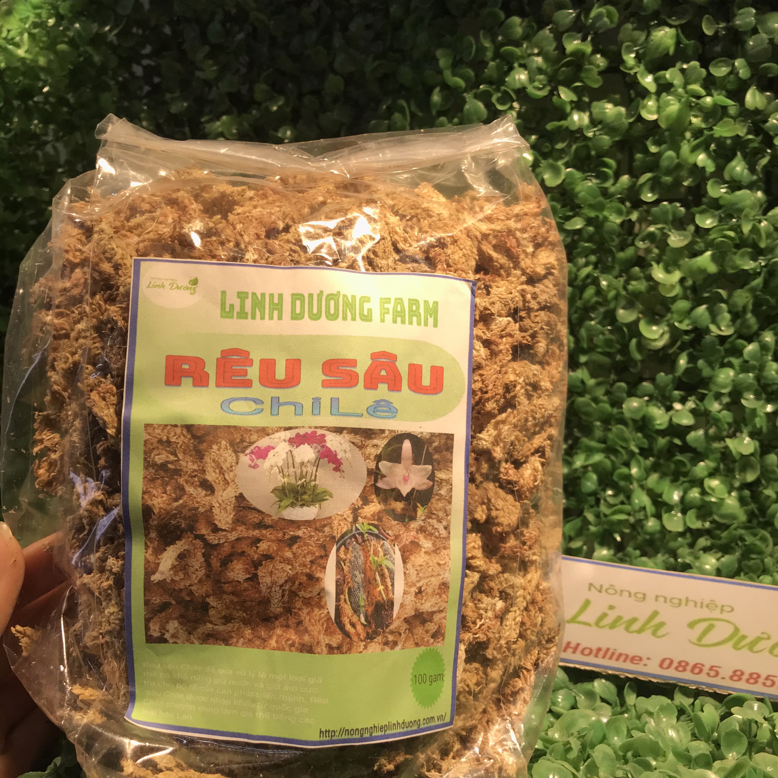 Rêu sâu chile gói 100g