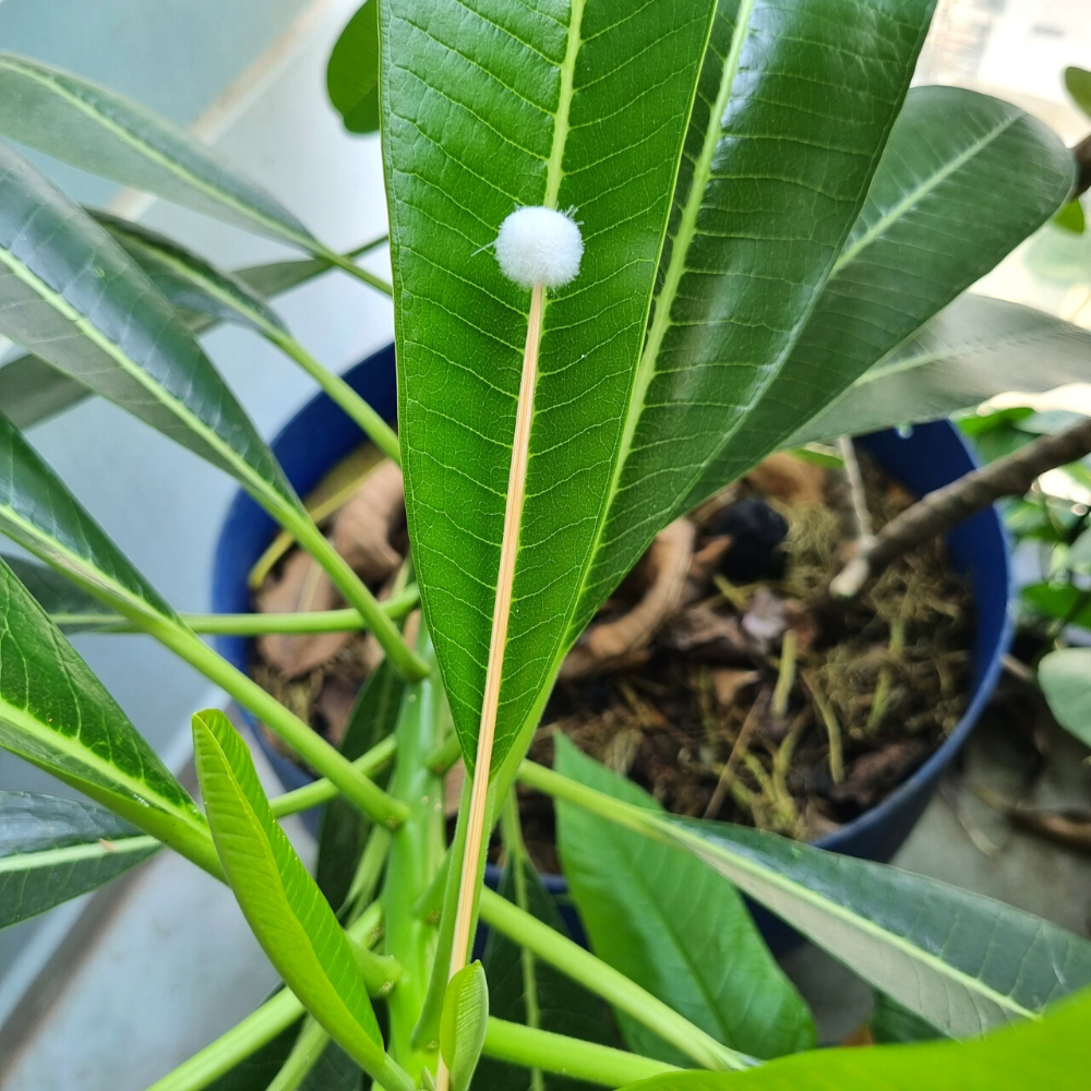 [ ComBo 10 Cây ] Bông se tai lông vịt chuẩn không xù lông