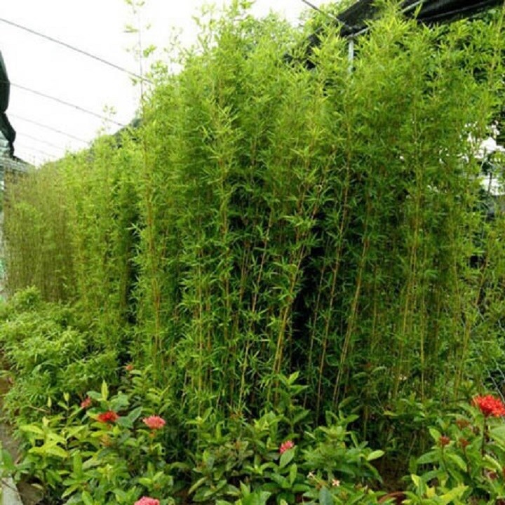 1 BỤI CÂY GIỐNG TRÚC QUÂN TỬ,CAO 1m,CAM KẾT GIỐNG CHUẨN f1