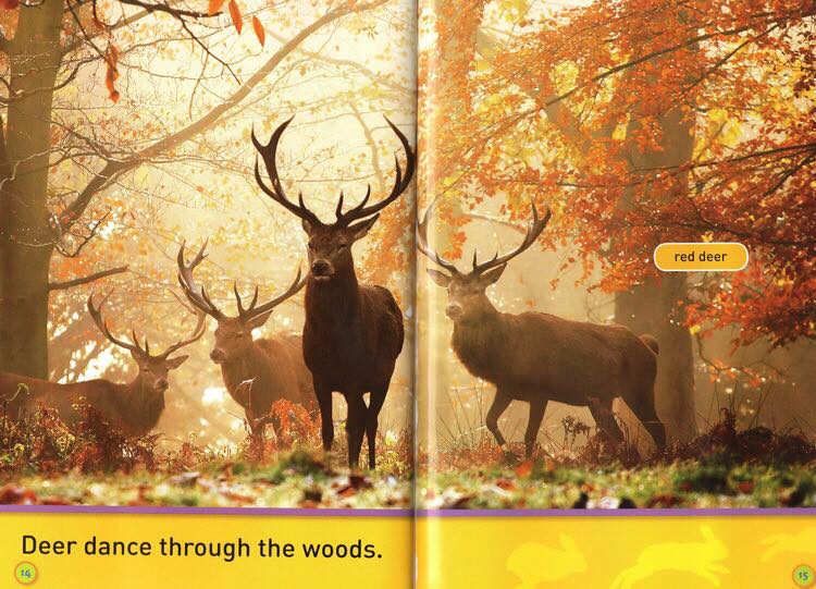 Bản nhập - National Geographic kids - Level Pre K - 30c