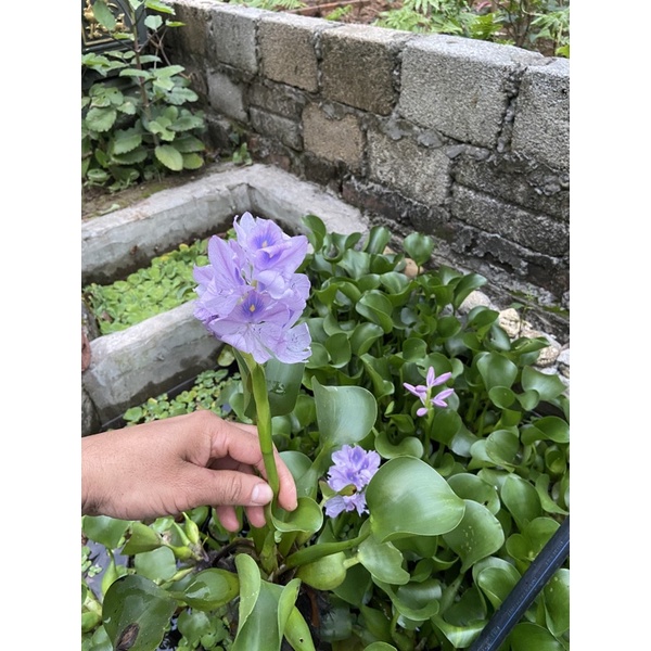 cây lục bình