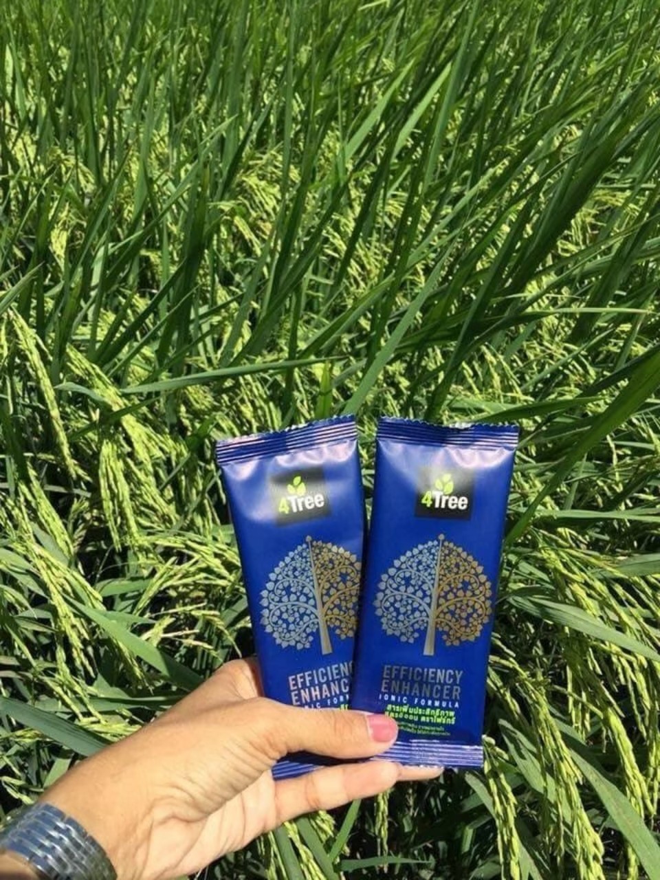 4 tree phân bón hữu cơ combo 3 gói tiết kiệm