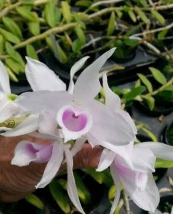 Lan phi điệp và trầm cây giống