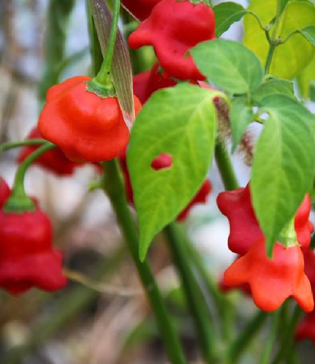 Hạt giống ớt chuông gió ( ớt hoa hồng ) 20 hạt/gói