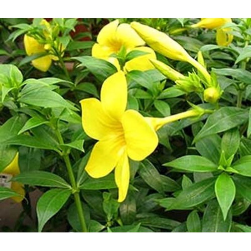 Combo 4 cây huỳnh anh ( cây huỳnh anh vàng + huỳnh anh đỏ + huỳnh anh trắng + huỳnh anh tím ) - caykiengsadec