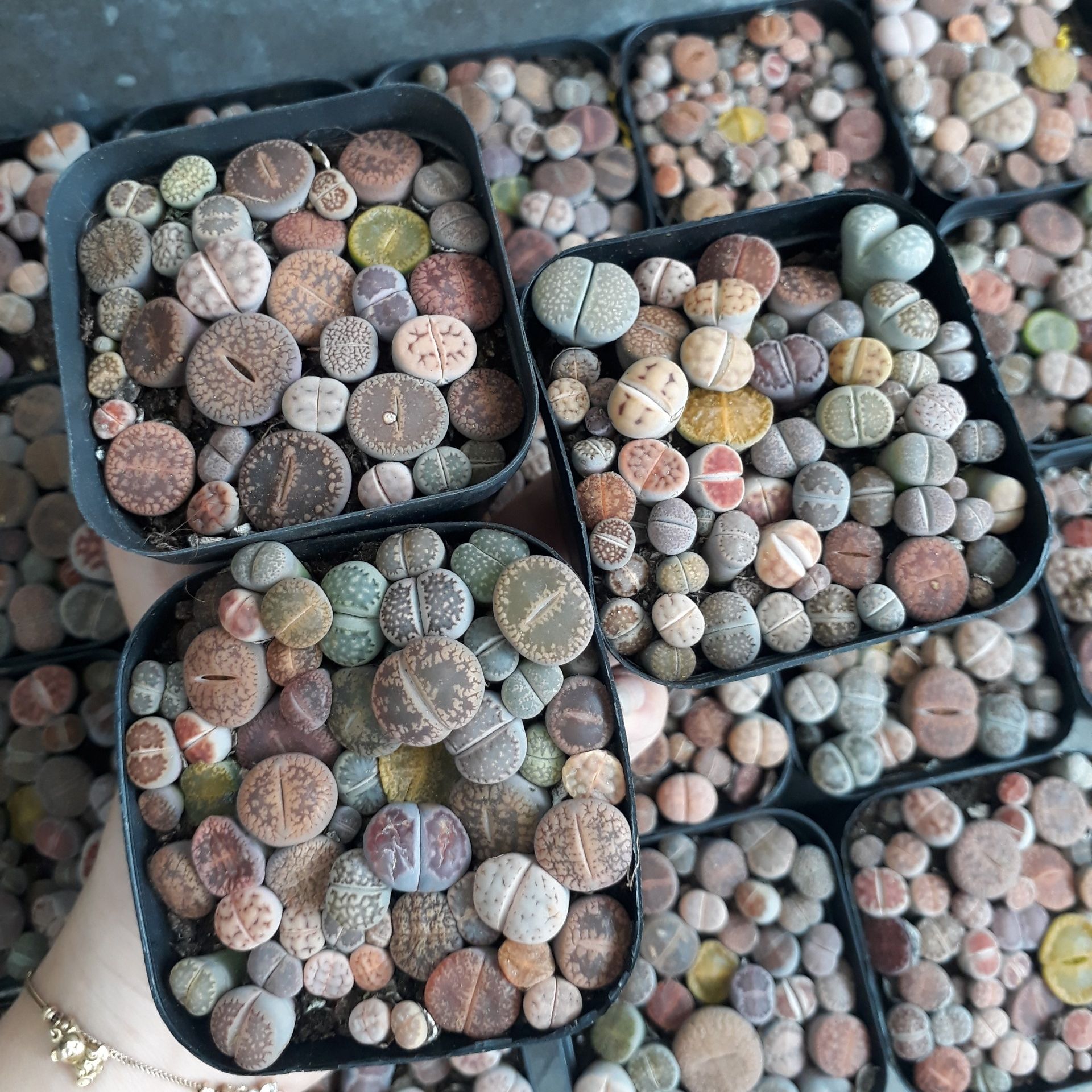 Sen mông chậu vuông Mix đủ màu/đủ loại (Sen Mông/Lithops/Thạch Lan)