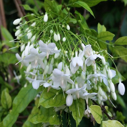 CHẬU CÂY MAI CHIẾU THỦY (MAI TRẤN THỦY, MAI TRÚC THỦY ) VƯỢNG PHONG THỦY