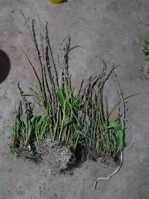 Lan rừng ý ngọc