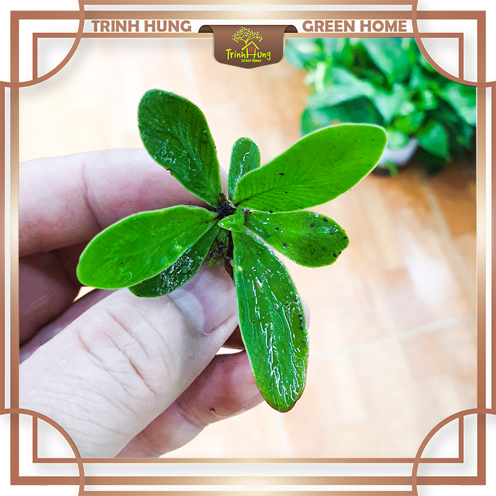 Cây lan tổ phụng mini - Cây ghép tiểu cảnh, bán cạn, bonssai, terrarium