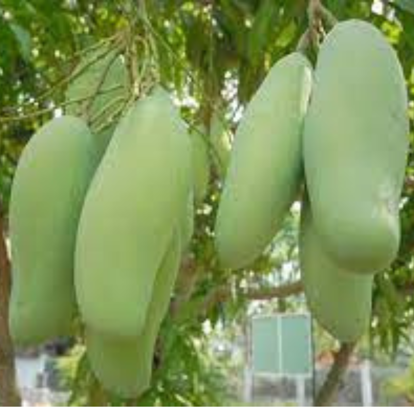 CÂY GIỐNG XOÀI THÁI HẠT LÉP CƠM DÀY