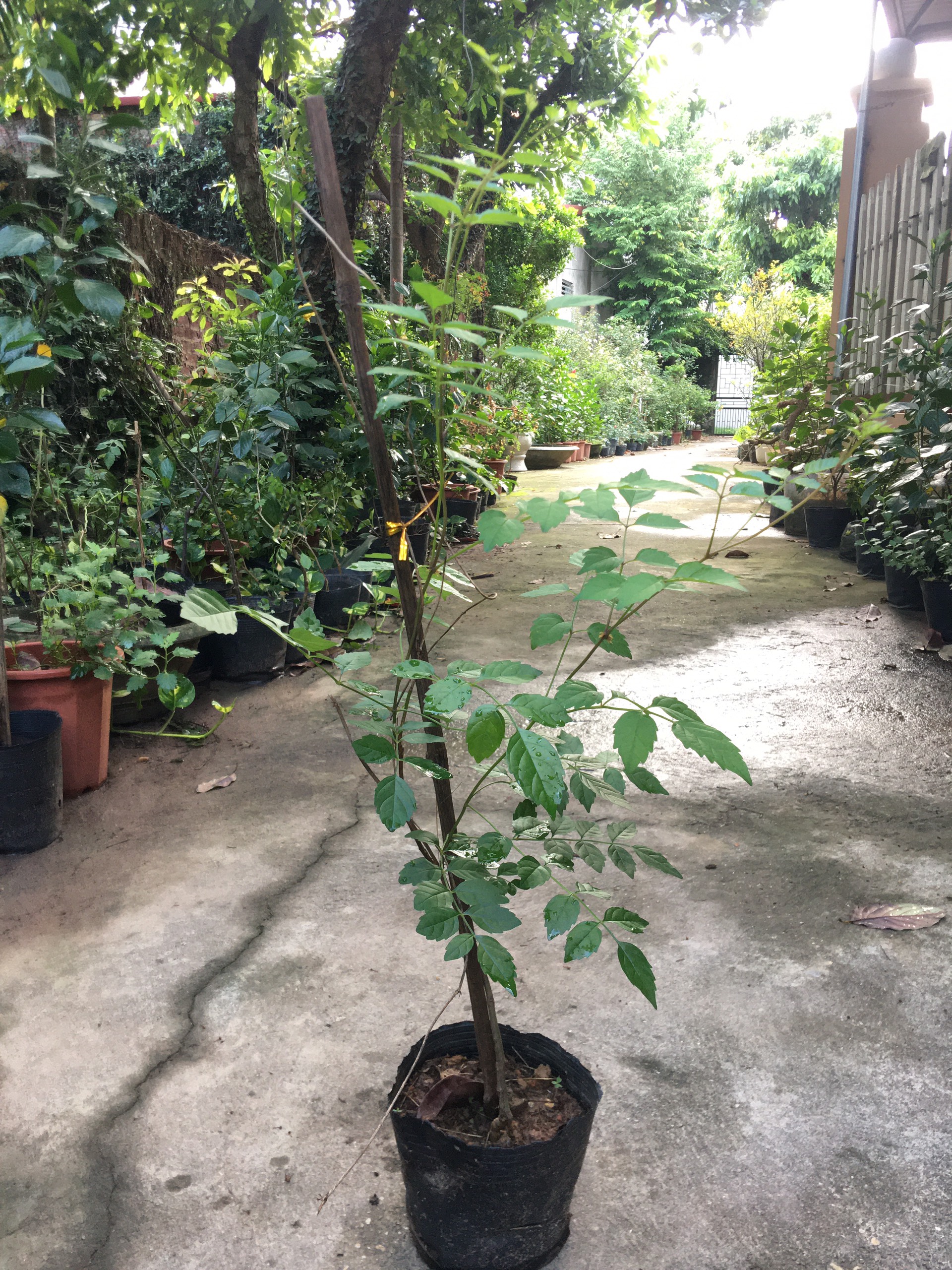 Cây hoa đăng tiêu-Lan tiêu (ảnh thật hình 2-4)