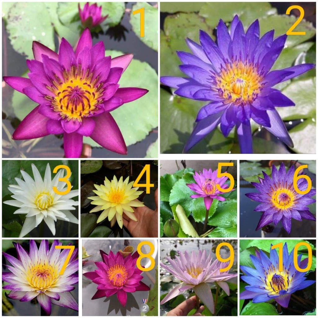 ( RẺ VÔ ĐỊCH)- Cây hoa súng Thái lớn