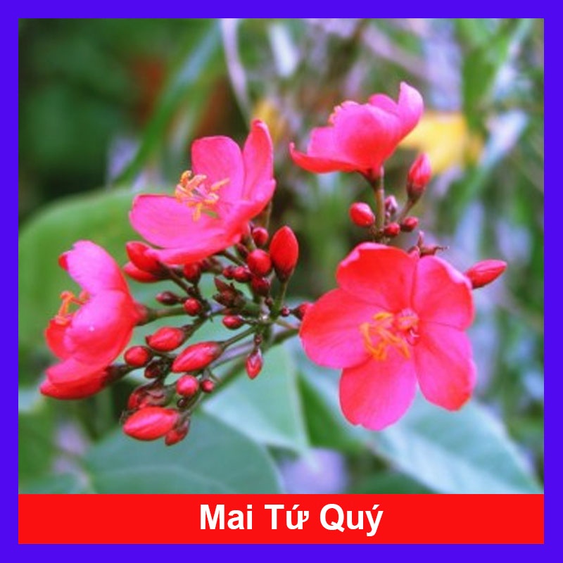 Cây Mai Tứ Quý - cây mai vàng