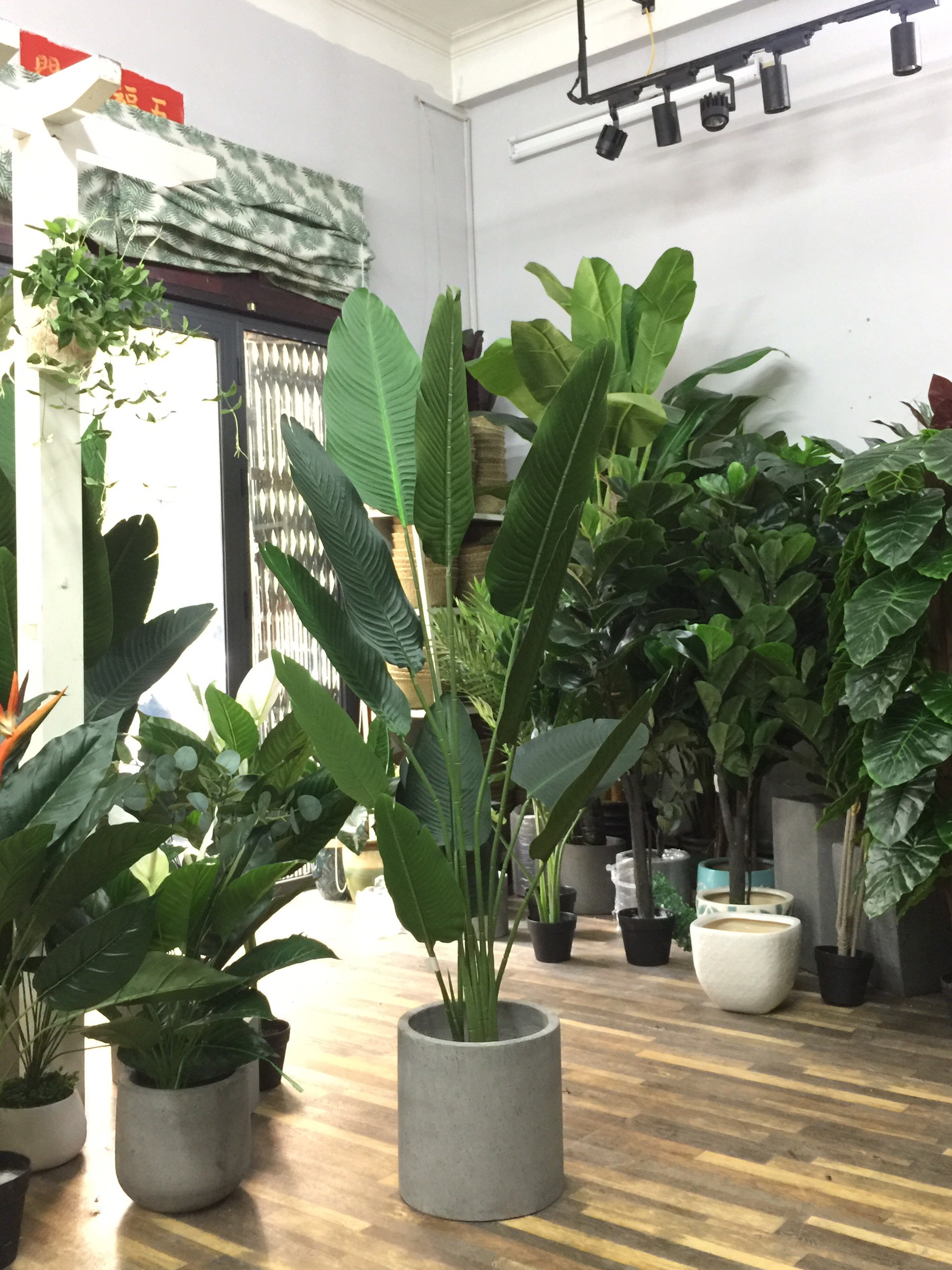 CHẬU CÂY CHUỐI CẢNH RẺ QUẠT, CÂY LỚN ĐẸP MANG MAY MẮN TÀI LỘC CHO GIA CHỦ