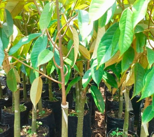Cây sầu riêng ri6 (3 năm cho trái)