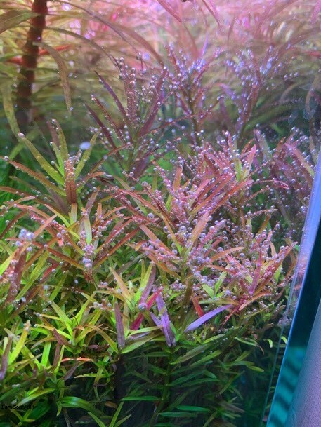 Vảy Ốc hra Cam (Rotala Rotundifolia Hra ) 14 ngọn - Cây Thuỷ Sinh