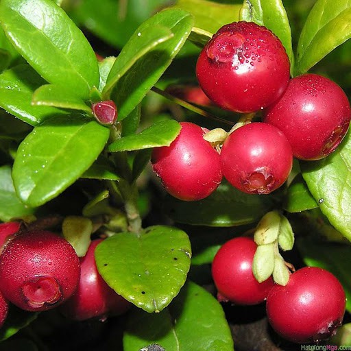 30 hạt giống Việt Quất đỏ