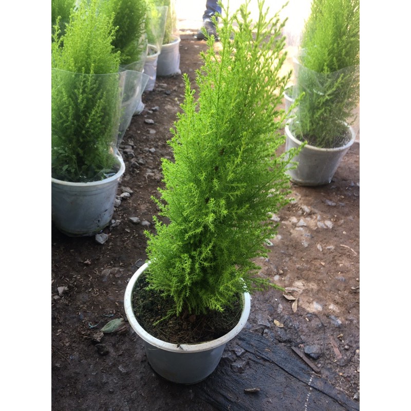 Cây Tùng Thơm size cao 50cm Trang Trí Noel (Ảnh thật hình 1)