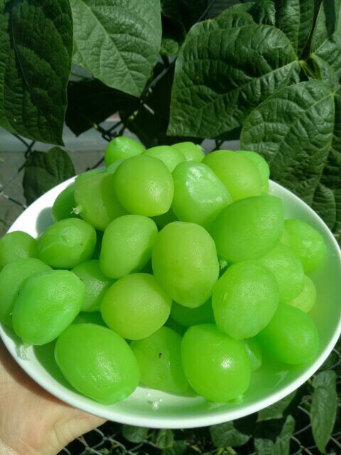 Đào Đà Lạt Sấy Giòn gói 500gr