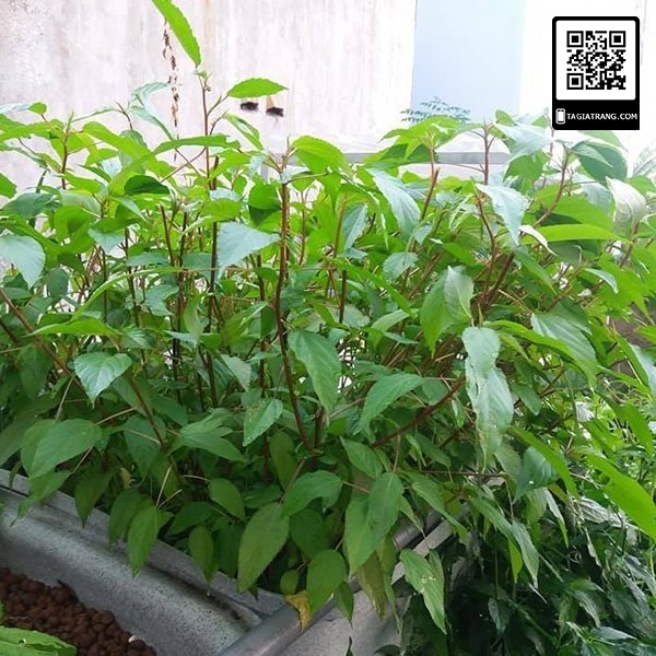 1Kg Hạt giống rau đay đỏ