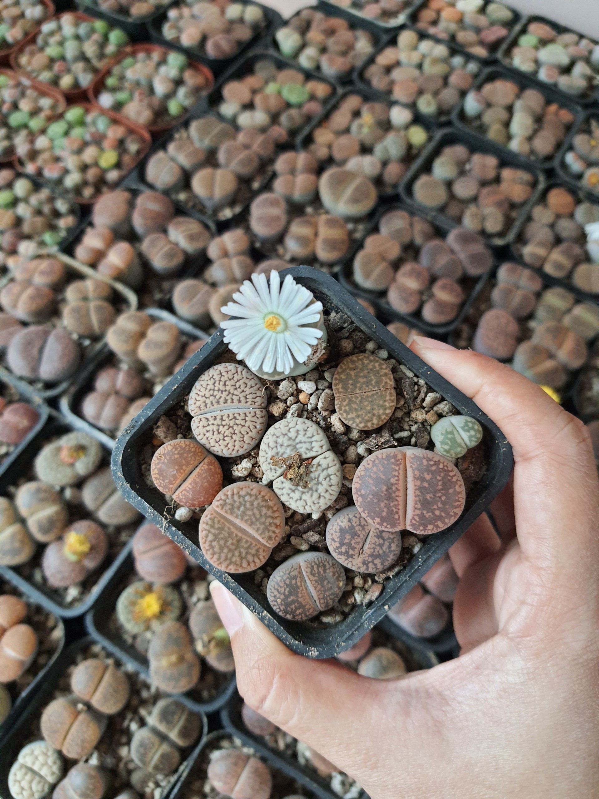 1 sen mông | Lithops | thạch lan dòng Hookeri dễ chăm nhất, giá rẻ