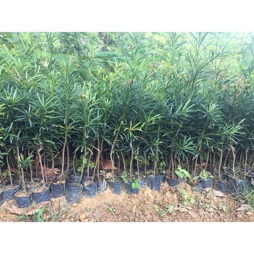 Cây tùng la hán giống khỏe đẹp - 545