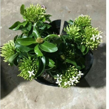 Cây trang trắng lá nhỏ
