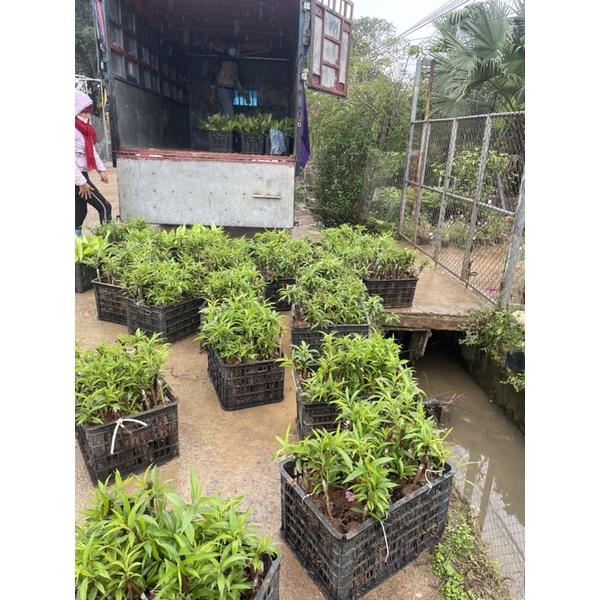 Cây giống hoa đào bích và đào phai