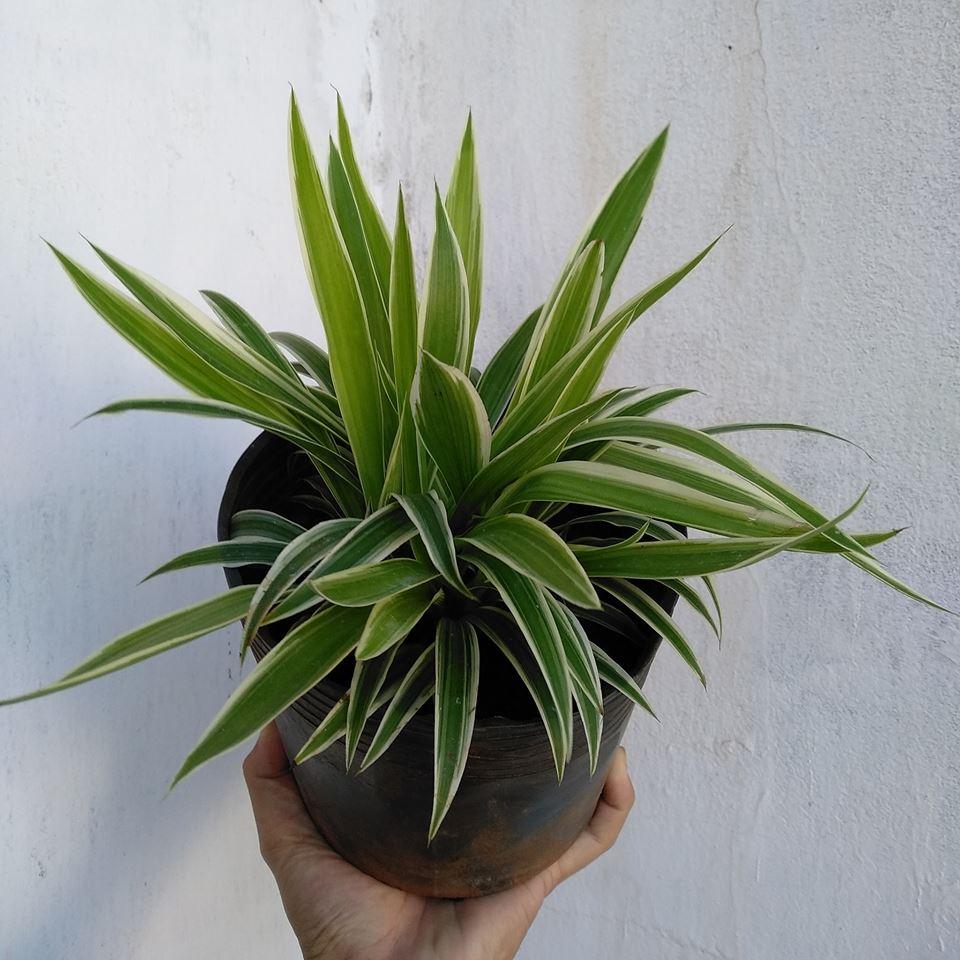 Cỏ Lan Chi - Chậu Cây Cảnh
