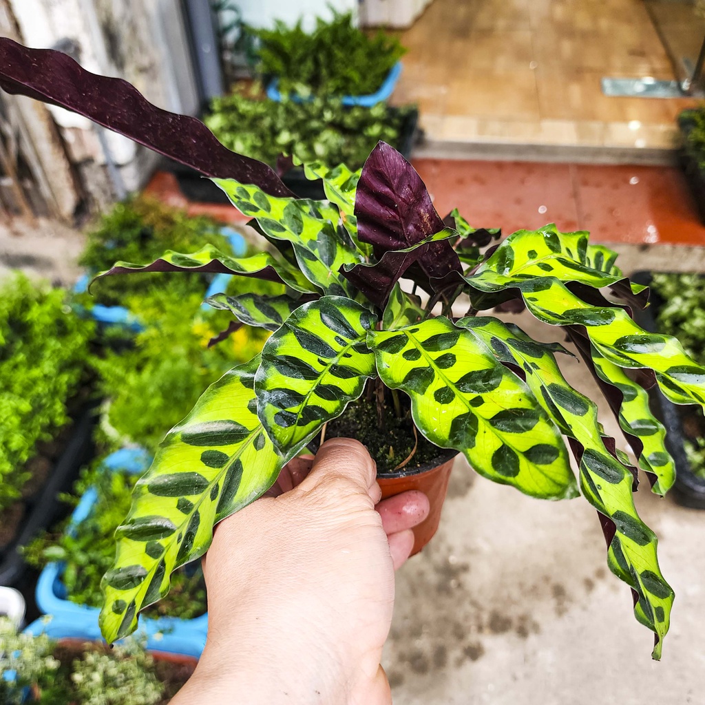 Cây đuôi công lá dài mini - cây cảnh đẹp, dễ trồng