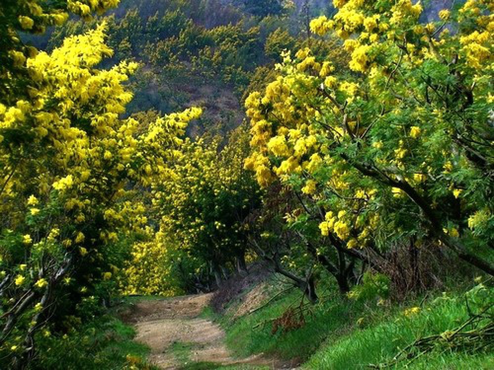 Cây mimosa giống cao 40 cm (ảnh thật số 2)