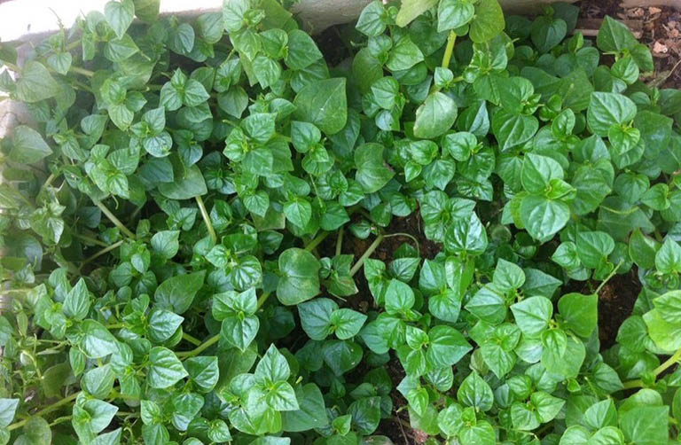 🍀 Hạt Giống Rau Càng Cua🍀 (Siêu Dễ Trồng tại nhà) - 0.5gr/gói