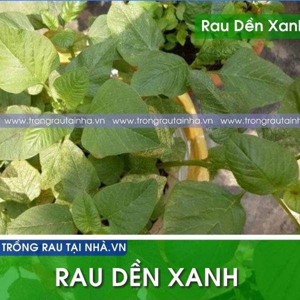 RAU DỀN XANH CAO SẢN  lá tròn (gói 20g)