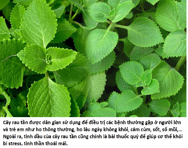 Cây giống rau tần dày lá (húng chanh)